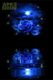 blue rose reflected in water l