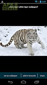 white tiger wallpapers