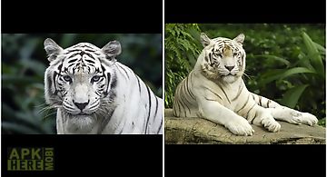 White tiger wallpapers