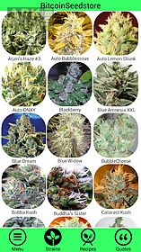 marijuana strain guide