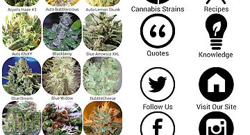 Marijuana strain guide
