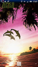 dolphin sunrise trial