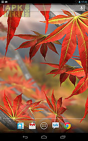 autumn tree free wallpaper