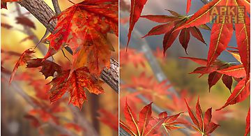 Autumn tree free wallpaper