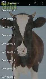 cow sounds