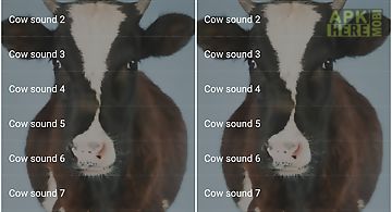 Cow sounds