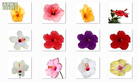 hibiscus flowers onet classic game