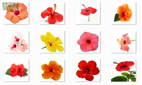 hibiscus flowers onet classic game