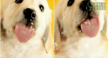 Puppy licks screen