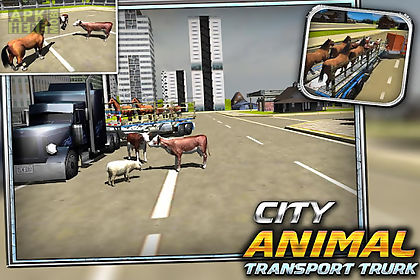 city animal transport truck