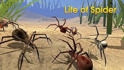 life of spider