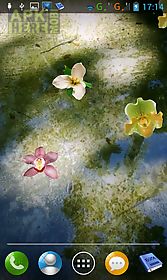 floating orchids