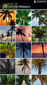 palm tree wallpapers