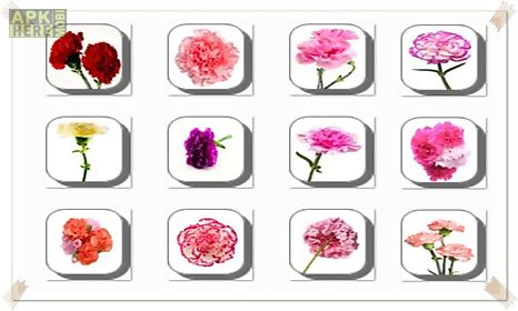 carnation flowers onet classic game