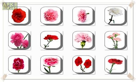 carnation flowers onet classic game