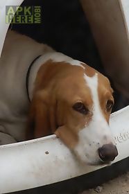 kiss a basset hound