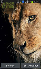 eyes lion live wallpaper