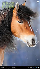 horses in winter