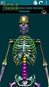 bones human 3d (anatomy)