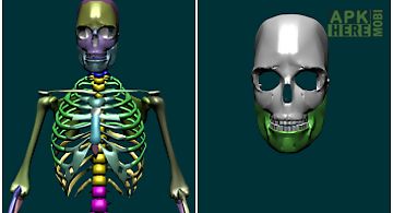 Bones human 3d (anatomy)