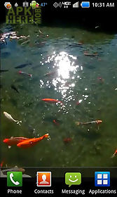 pond of fish