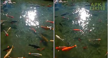 Pond of fish