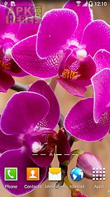orchids wallpaper