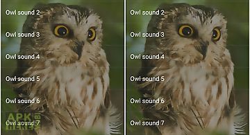 Owl sounds