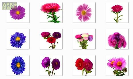aster flowers onet classic game