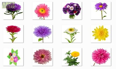 aster flowers onet classic game