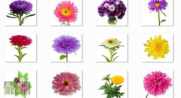 Aster flowers onet classic game
