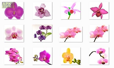 orchid flowers onet classic game