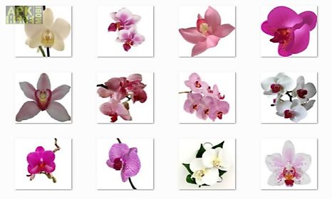 orchid flowers onet classic game