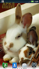 cute bunnies  live wallpaper