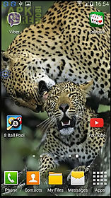 leopards: shake and change live wallpaper