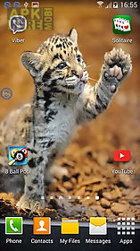 leopards: shake and change live wallpaper