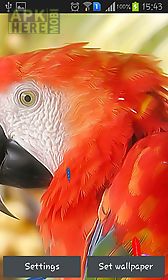 parrot by ttr live wallpaper