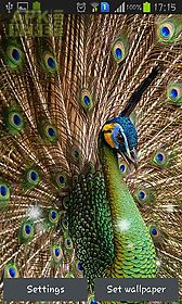 peacock feather live wallpaper