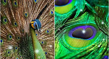 Peacock feather Live Wallpaper