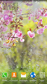 sakura gardens live wallpaper