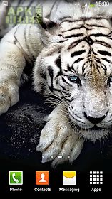 white tiger  live wallpaper