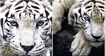 White tiger  Live Wallpaper