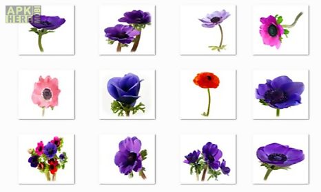 anemone flowers onet classic game