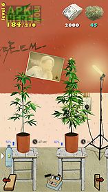 weed firm: replanted
