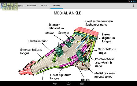 anatomy of the ankle joint