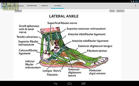 anatomy of the ankle joint