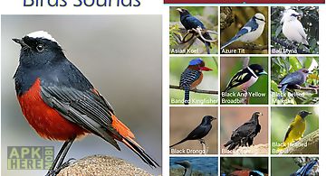 Asian birds sounds free