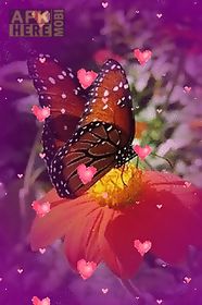 butterfly flower hearts live w