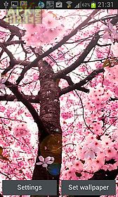 cherry blossom by creative factory wallpapers live wallpaper