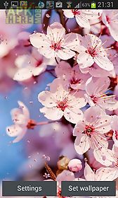 cherry blossom by creative factory wallpapers live wallpaper